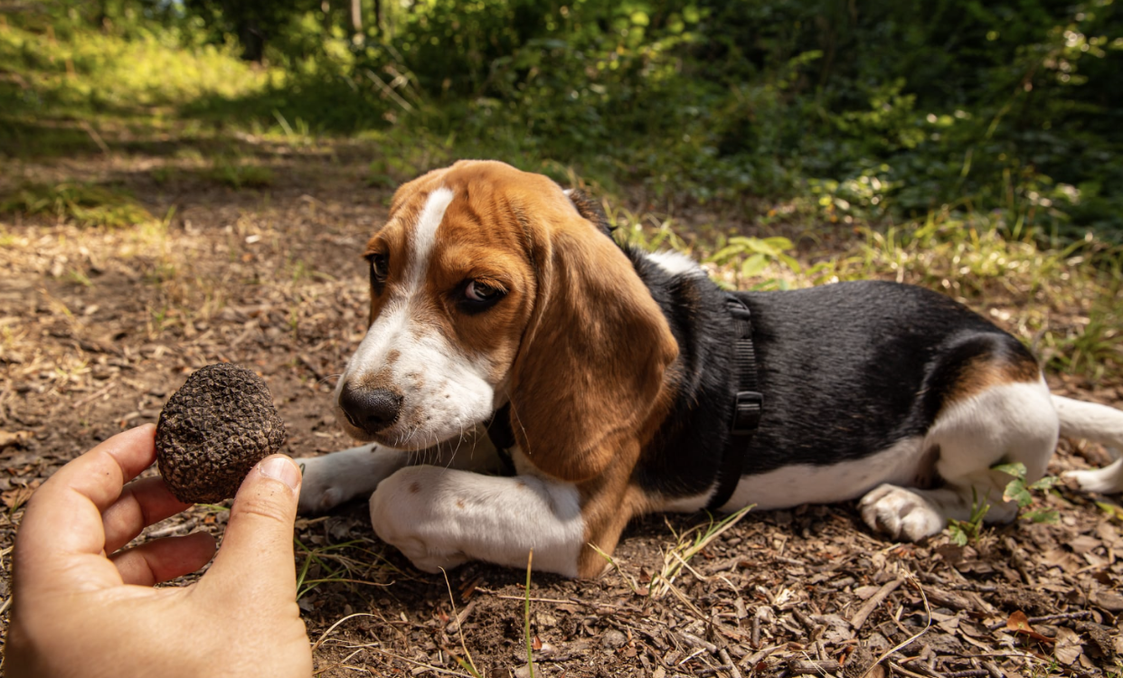 A charming dog sniffing the ground for truffles during a private tour in Tuscany, showcasing the unique tradition of truffle hunting in the region.